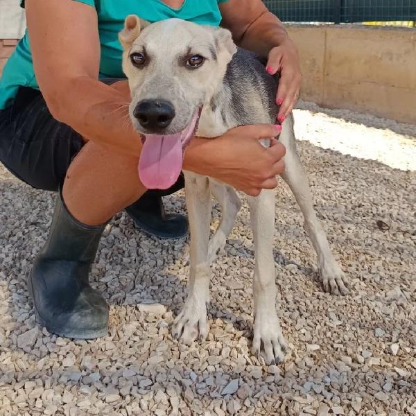 Pierino Dolce Cucciolo Sta Crescendo In Canile, AIUTO!!!  Foto 5